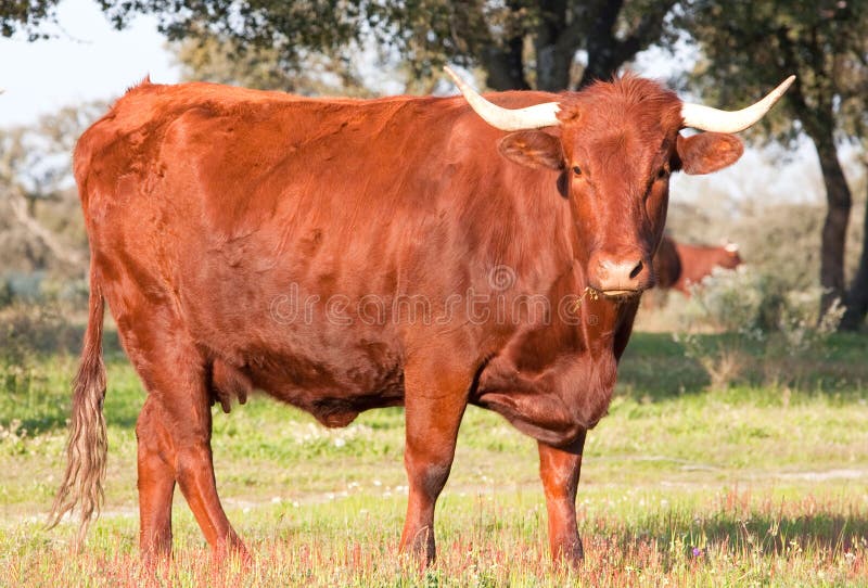 Cow in the field