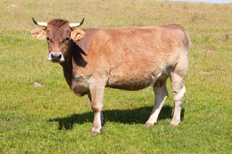 Cow in the field