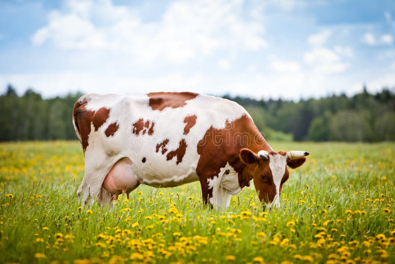 La mucca mangia l'erba in un campo.