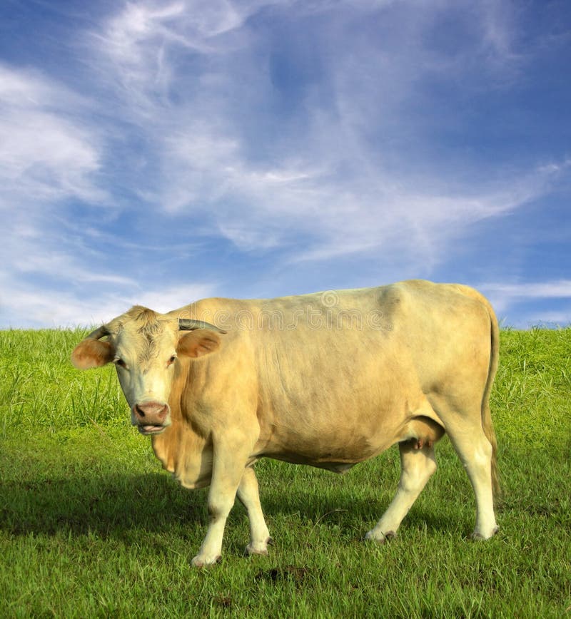 Cow in field