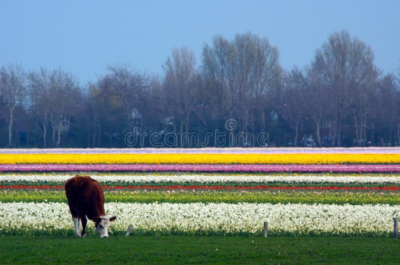 Cow in a field of flowers