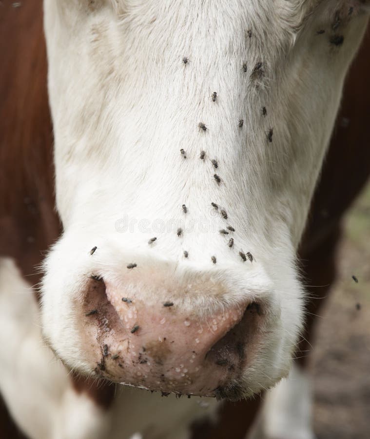 The cow and flies