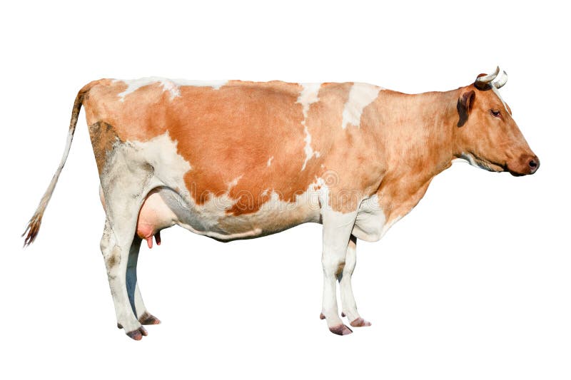 Cow full length. Beautiful young cow isolated on white. Funny red and white spotted cow portrait close up.