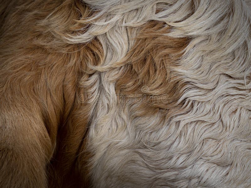 Cow fur in the detail royalty free stock photos