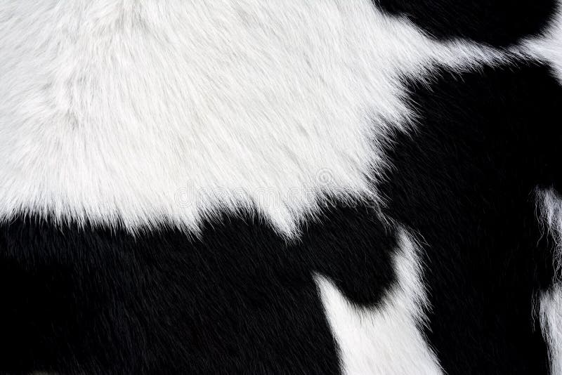 Black Fur on White Background Stock Image - Image of furry, strip: 100862345