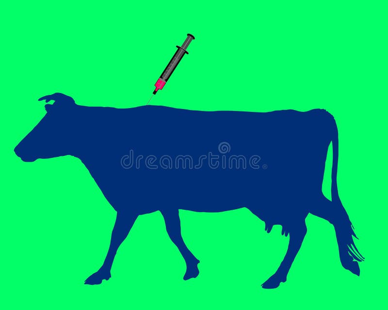 Cow gets an inoculation