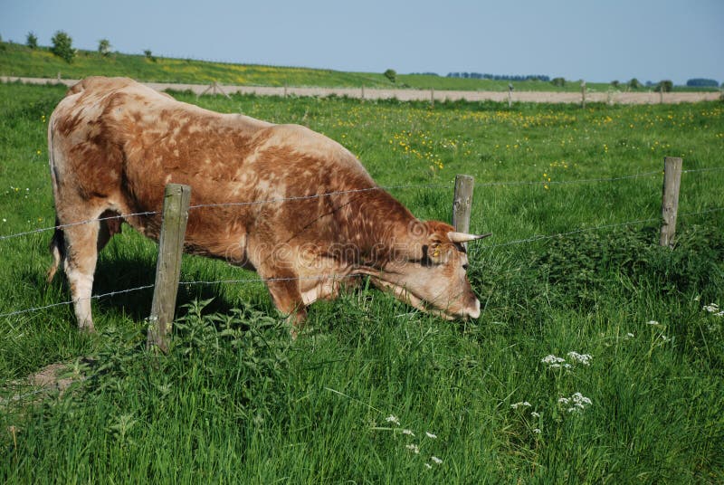 Cow grass greener elsewhere