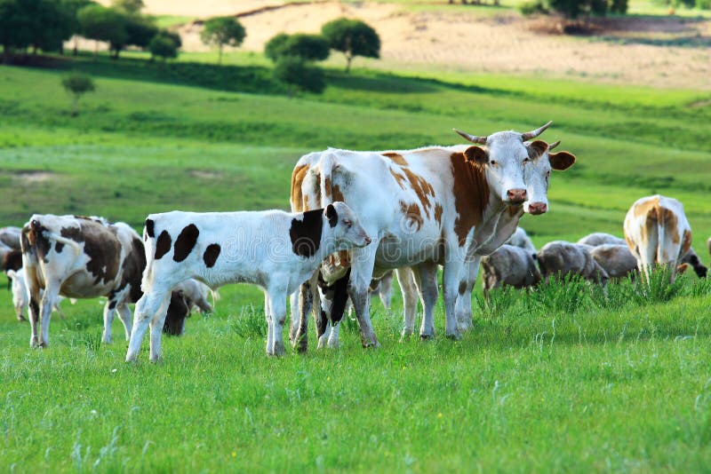 Cow in the grassland