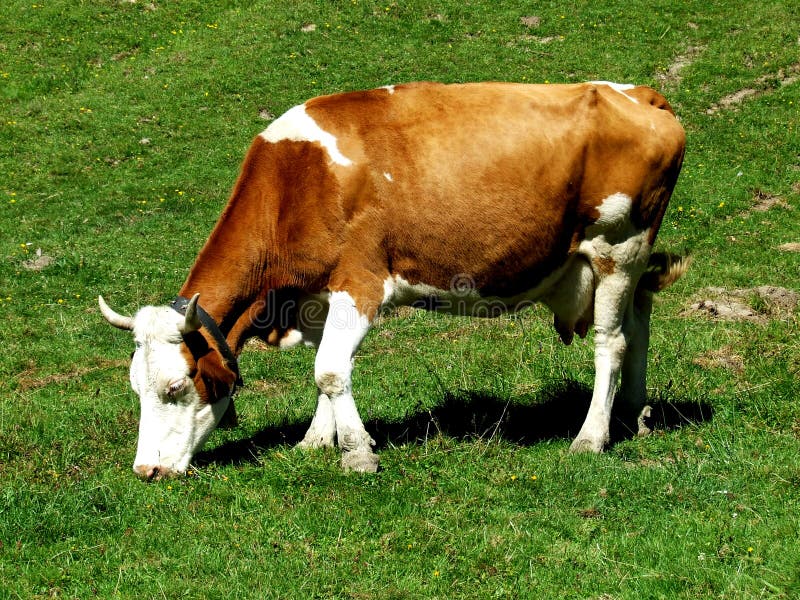 Cow grazing