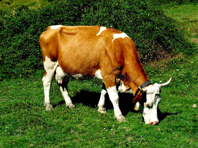 Cow grazing