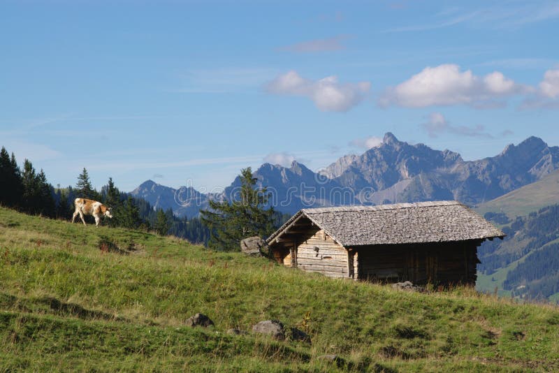 Cow grazing