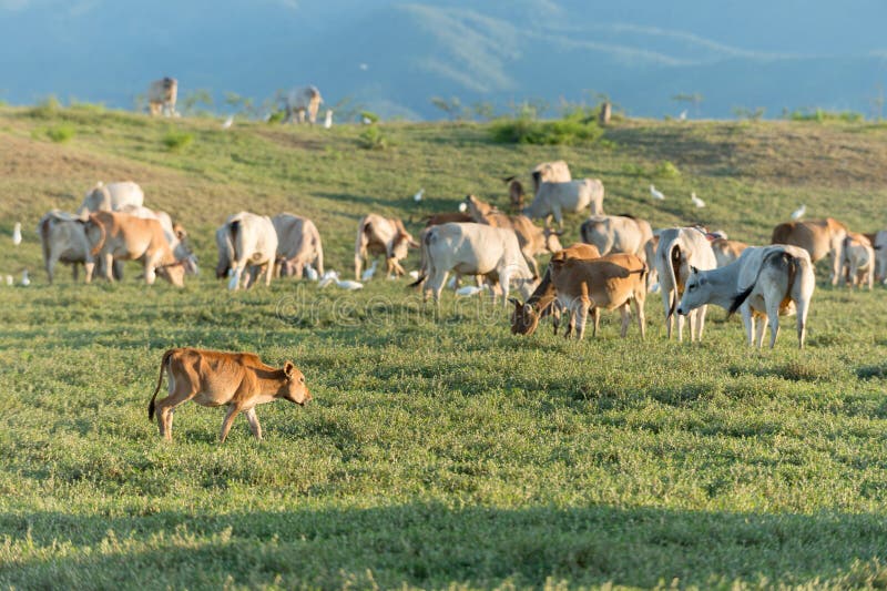 Cow grazing on farmland. stock image. Image of white 45955827