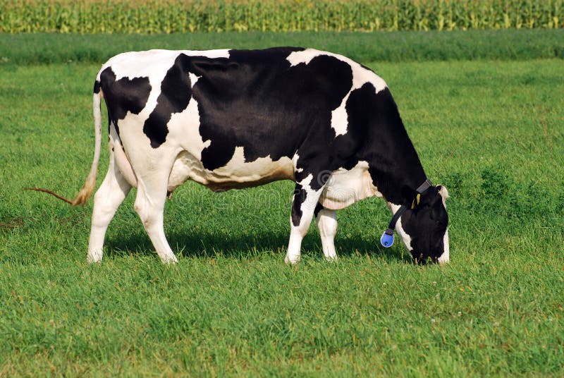 Cow grazing on field