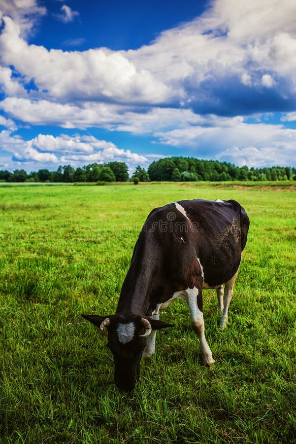 Cow grazing on a green pasture