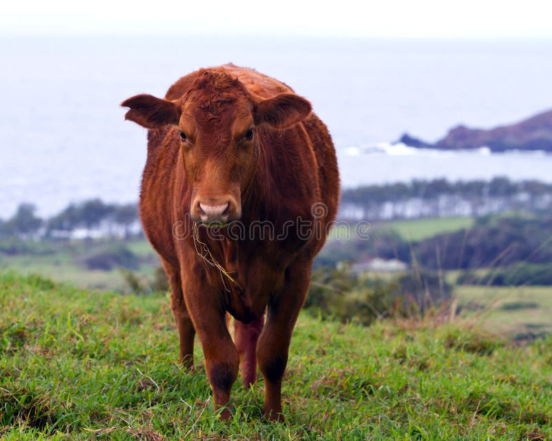 Cow grazing at Hana coast