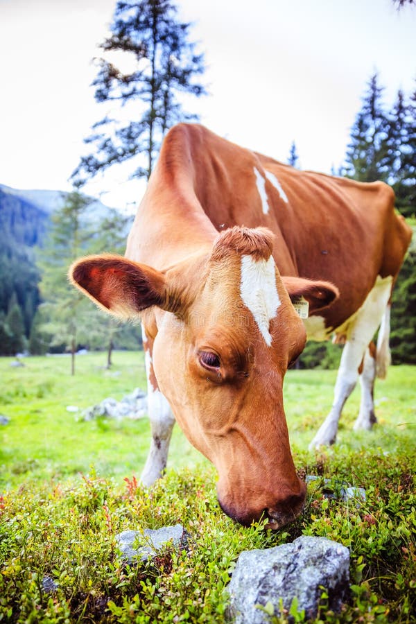 Cow Is Grazing At An Idyllic Meadow In The European Alps Austria Stock