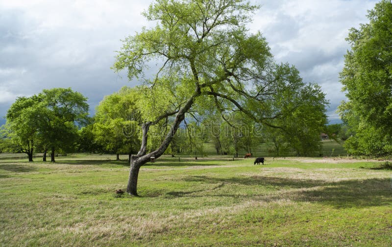 Cow grazing in a springtime pasture with trees and storm clouds