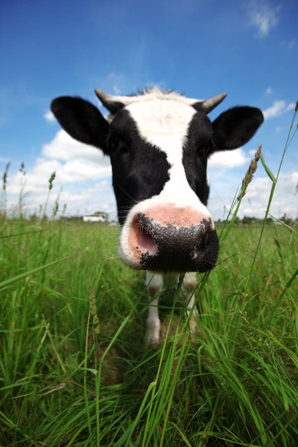Cow in green field stock photo. Image of outside, farming 10225054