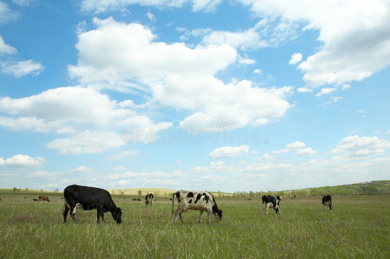 Cow in green field