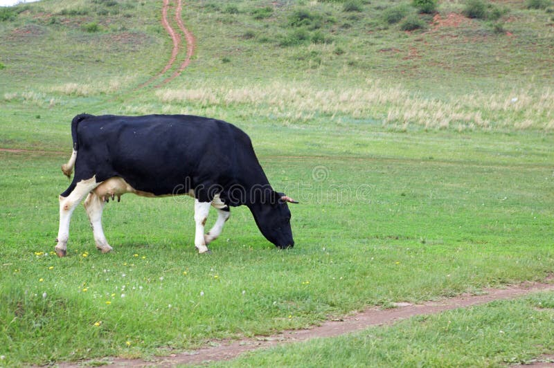 Cow in green field