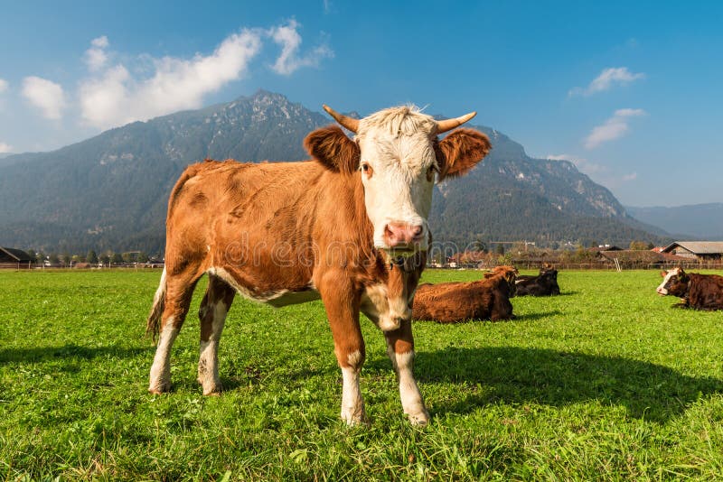 Cow in green mountain pasture in Bavarian Alps, Germany