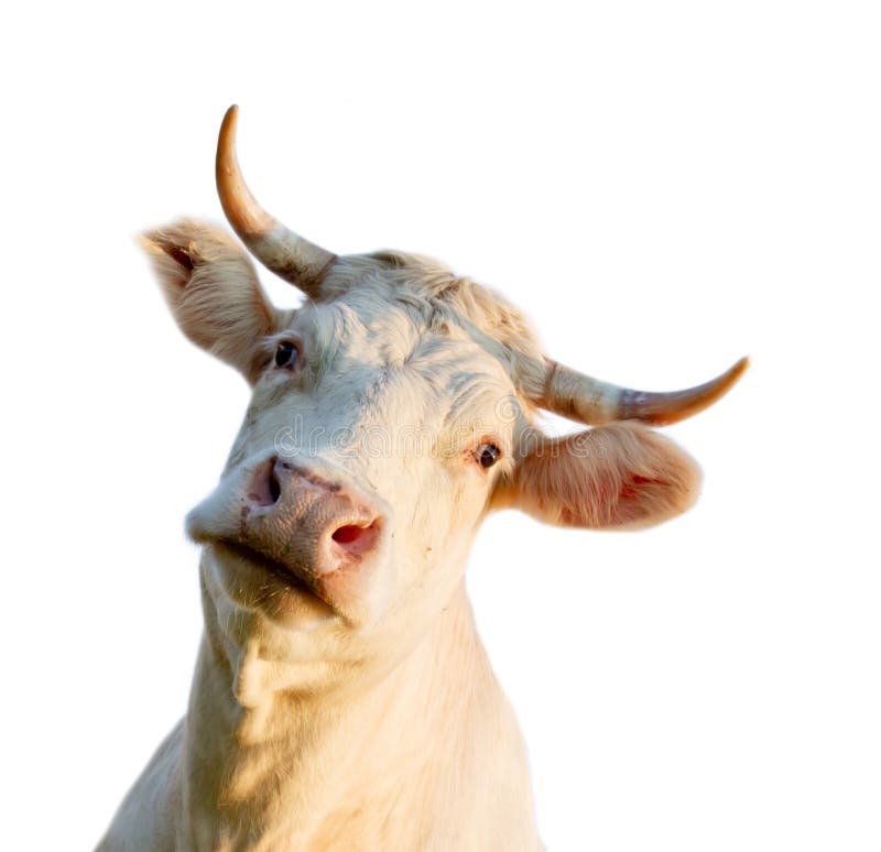 Cow head stock photo. Image of portrait, comical, touch 20814030