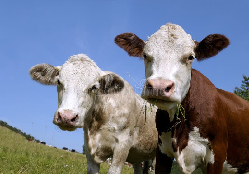 A Cow head stock image. Image of grass, beast, close 21710695