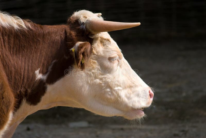 Cow Head Closeup Side Profile Stock Image - Image of hoofed, expressive