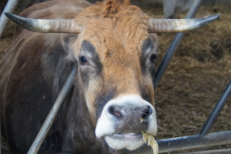Cow head stock photo. Image of dairy, wild, agriculture 100018536