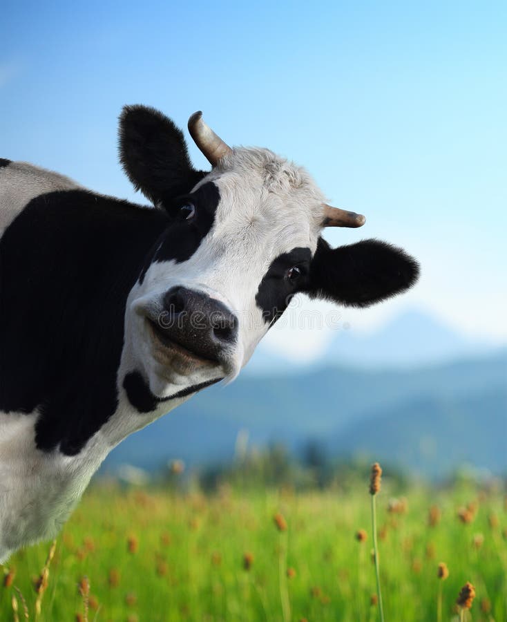 Testa da ridicolo una mucca cercando sul Alpi un prato verde sul.