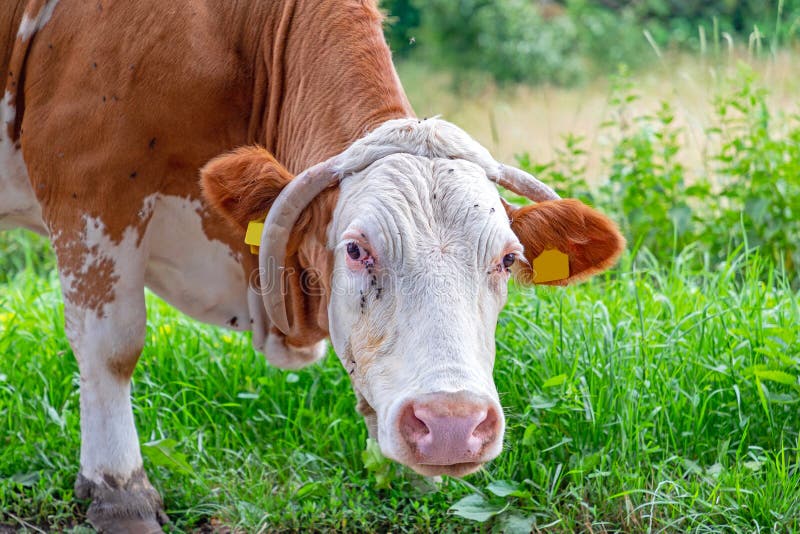 Cow Head stock photo. Image of serbia, head, brown, cattle 211485748