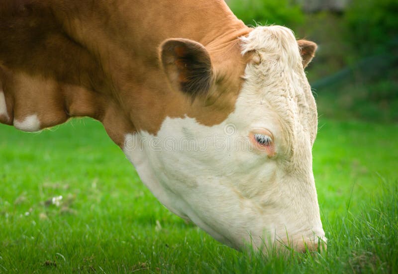 Cow Head Shot Cow Eats Grass Closeup Stock Photos Free & RoyaltyFree