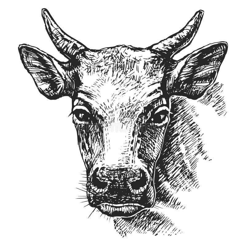 Cow Drawing  How To Draw A Cow Step By Step