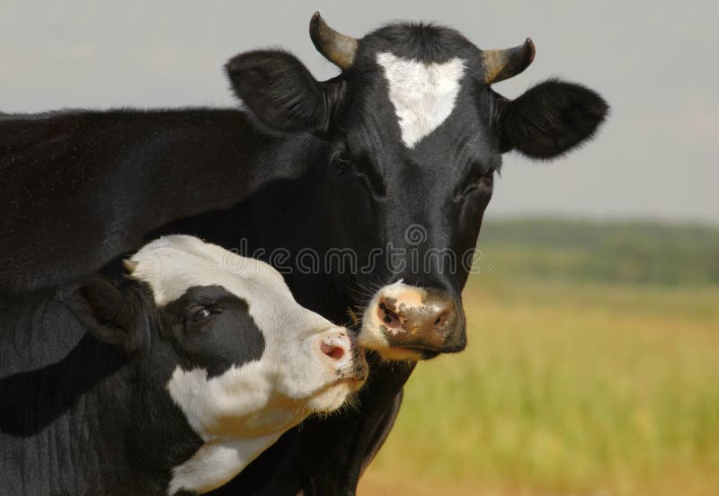 Cow and her calf kissing