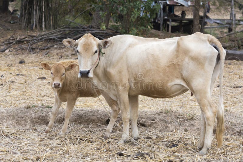 Cow and her kid stand on dry field. Kid calf stock images, royalty-free photos and pictures