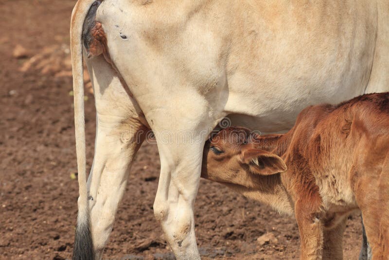 Newborn Calf stock image. Image of resting, dairy, animal - 27530333