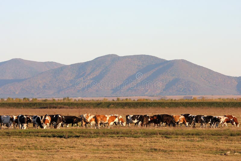 Cow herd royalty free stock photography