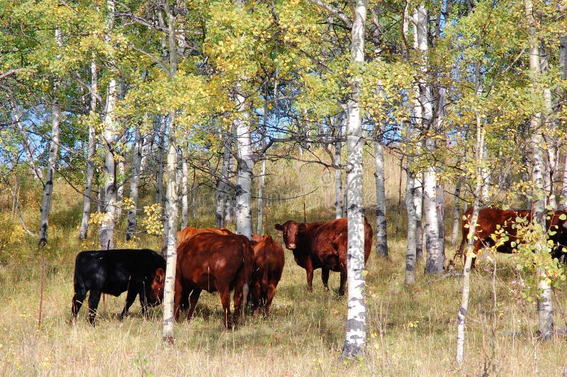 Cow herd