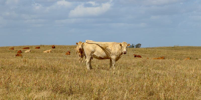 Cow herd in farm pasture. stock images Cow herd in farm pasture. stock images
