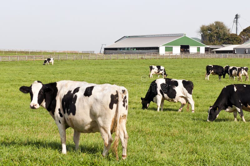 Un branco di nero e bianco Holstein vacche da latte in una fattoria, pascolo.