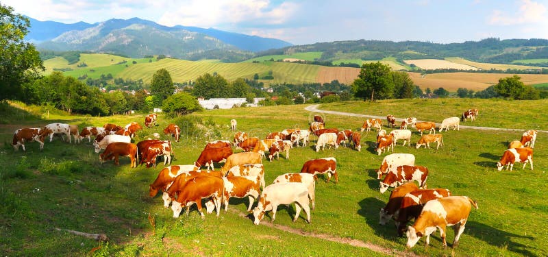 Stádo krav na louce s plstí v pozadí. Liptov panorama - Nízké Tatry Nízké Tatry a Liptovská Mara