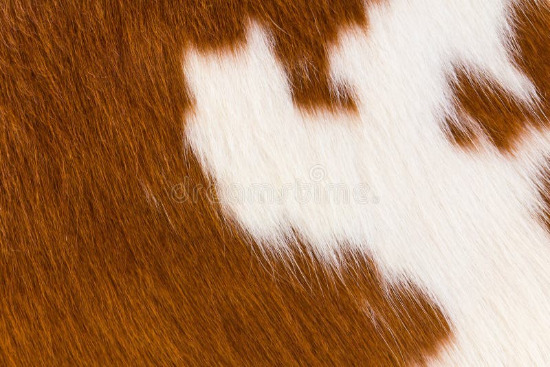 Cow-hide