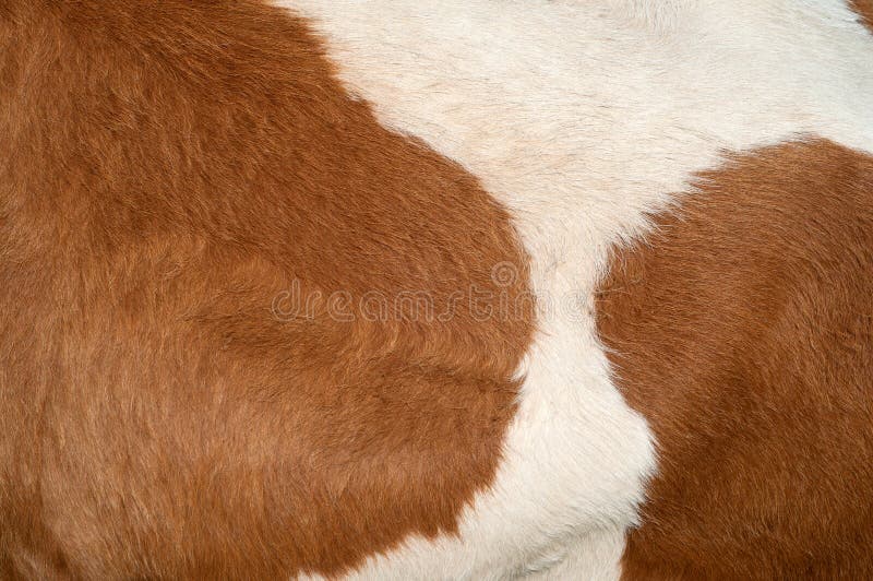 Black And White Hair Cow Skin Real Genuine Natural Fur Free Space