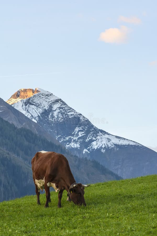 Cow on the hillside