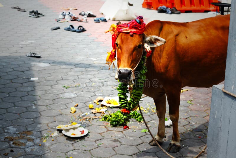 Una vaca él era decorado cómo de hindi fiesta en Malasia.