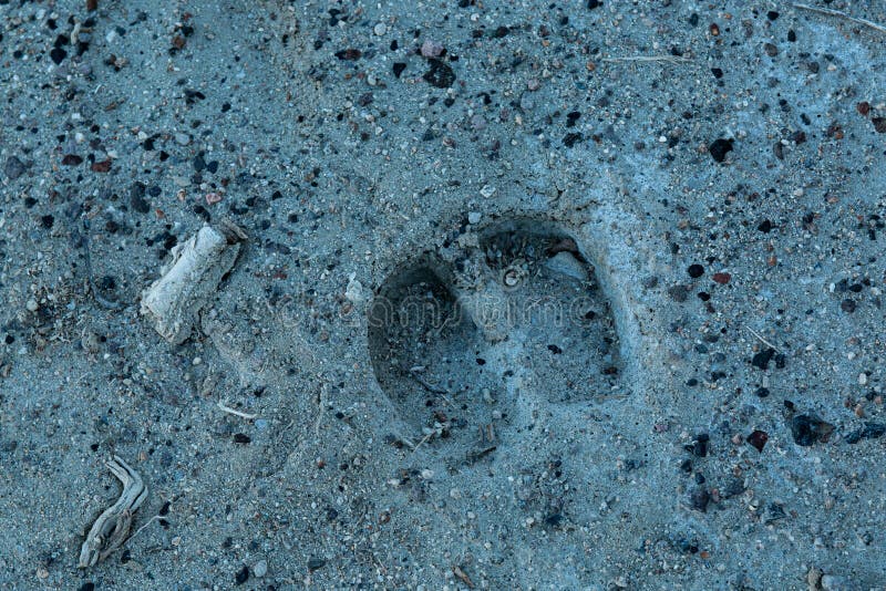Cow Hoof Print stock image. Image of foot, rock, step 268966779