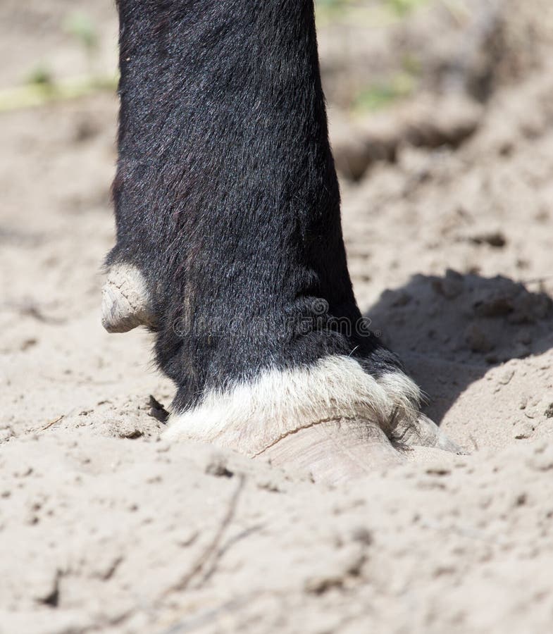 1,774 Cow Hooves Photos - Free & Royalty-Free Stock Photos from Dreamstime