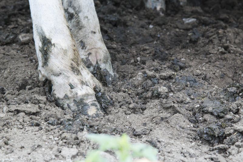 1,779 Cow Hooves Photos - Free & Royalty-Free Stock Photos from Dreamstime