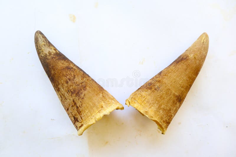 Cow Horn, Cut the Horn of a Cow. . Stock Photo Image of black, horns