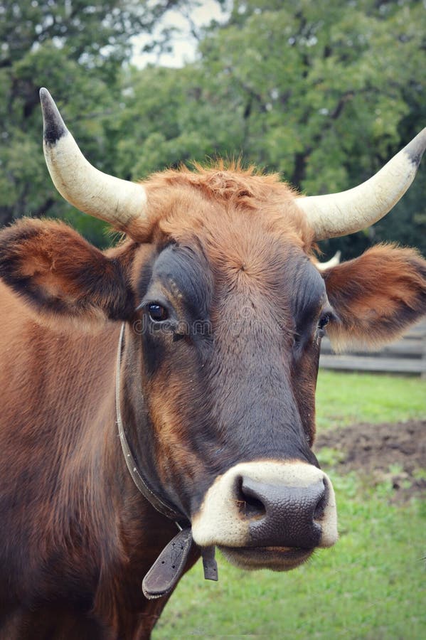 Cow with Horns stock photo. Image of farming, healthful 66487350